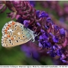 polyom bellargus imago11 kher